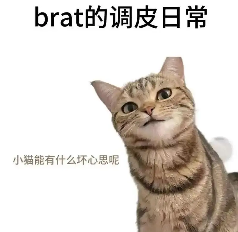 西檬之家-字母圈的K8猫系是什么意思？