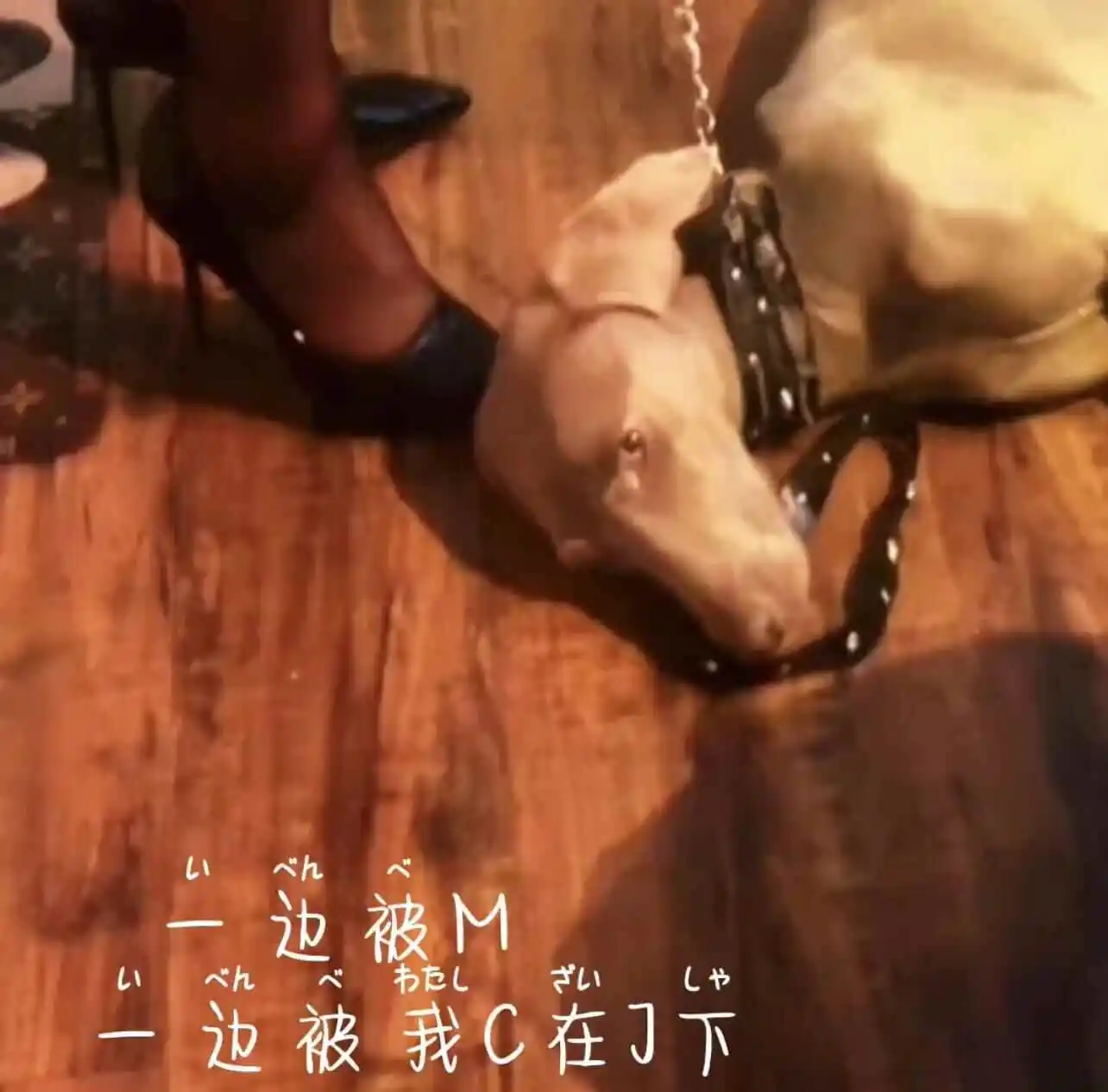 k9是什么 - 2023_11_07_20_50_IMG_8911